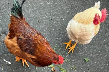Hühner erkunden Freizeitpark und lösen Polizei-Einsatz aus