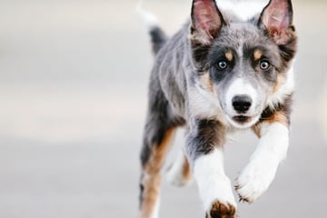Frei laufender Collie auf der A66: Polizei sperrt Autobahn