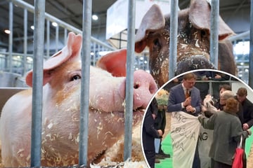 Leipzig: Eskalation bei Landwirtschaftsmesse in Leipzig: Aktivisten stürmen Tierschau