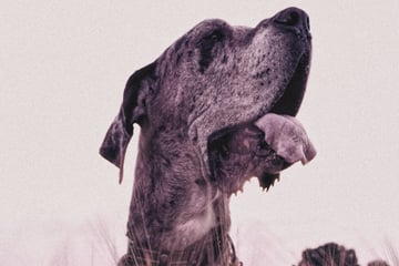 Der größte Hund der Welt: Dogge Zeus stirbt nach Krebs-Drama