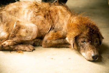 Mann misshandelt Hund, Nachbar filmt alles mit: Jetzt kassiert der Tierquäler seine Strafe