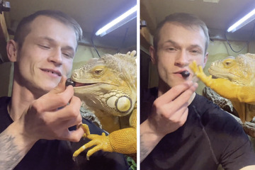 Mann will Blaubeeren essen, dann nähert sich die Zunge eines Leguans seinem Mund