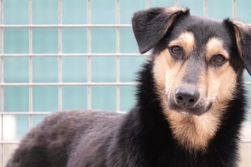 Schrecklicher Schicksalsschlag trifft Hündin hart: Wer hat ein Herz für Biju?