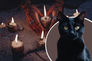 Missbrauch an Halloween: Stadt verbietet Adoption schwarzer Katzen