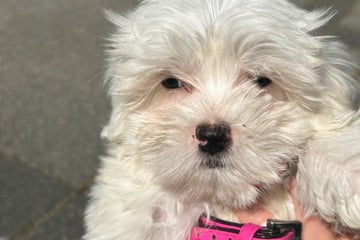 Kleiner Malteser-Welpe ganz allein: Wer kennt den Besitzer des Hundes?