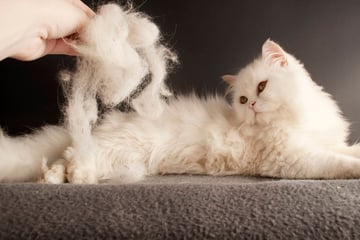 Fellwechsel Katze: Wann ist es so weit und was gibt es zu beachten