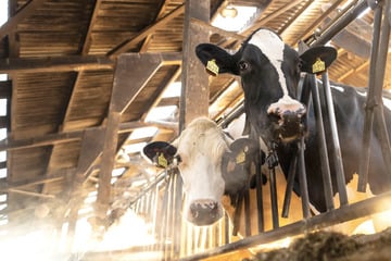 Gericht stoppt Pläne für Rinderstall in Rekordgröße