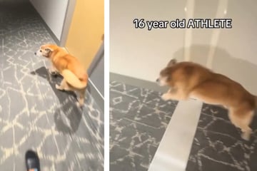 Betagter Golden Retriever hat es immer noch drauf: So erobert er alle Herzen im Sturm