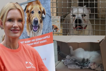 Für die Schützlinge: Größtes Tierschutzfest im Norden trotzt der Hitze - "für uns ist das Werbung"