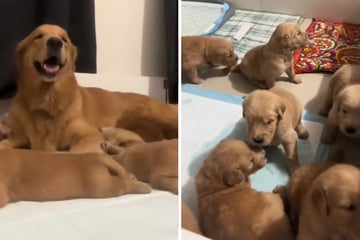 Dog owner teaches newborn Golden Retriever puppies how to howl in adorable video