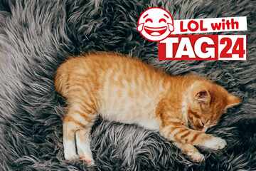 Joke of the Day for December 27, 2025: A cat funny for Caturday