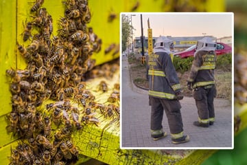 Aggressiver Bienenschwarm sorgt für Panik in Einkaufszentrum: Mindestens zehn Menschen gestochen