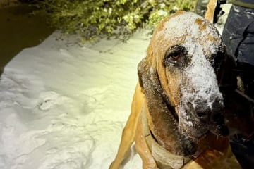 Teenager verschwindet während Schneesturm - Polizeihund hilft bei Rettung