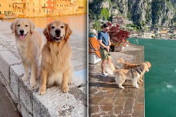 Golden Retriever schauen aufs Meer: Was dann passiert, ärgert das Herrchen - "Großer Fehler"
