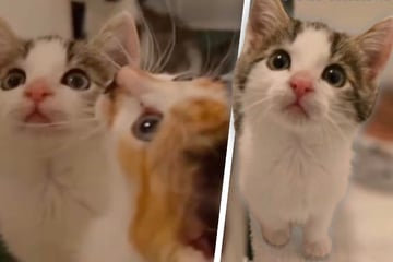 Mit Flasche großgezogen: Drei Kätzchen suchen ein liebevolles Zuhause