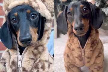 Mini Dachshund dog does happy toe taps in her cozy new winter coat!