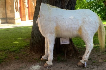 Nächtlicher Angriff auf Fabelwesen: Einhorn vor Museum geköpft