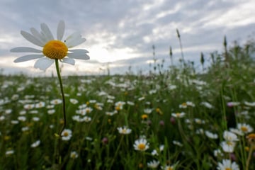 Mit Sonnenschein rein in den Mai, doch dann wird's ungemütlich