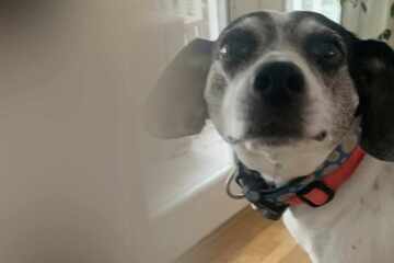 Brilliant dog outsmarts pet sitter to pull off the ultimate food heist: "And I'll do it again Biped"