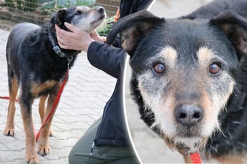 Sanfter Hundesenior sucht Liebe: Julian will endlich ankommen