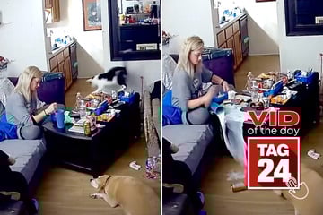 Viral Video of the Day for September 16, 2025: Chaos caught in living room as cats cause milk spill