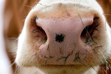 Neues Shamonda-Virus breitet sich bei Rindern aus: Was dahintersteckt