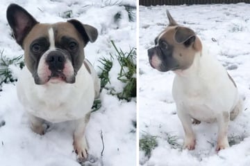 Französische Bulldogge sucht liebe Menschen: Gibt es ein Happy End für Brutus?