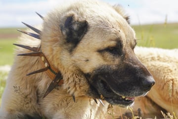 Besitzer flüchten nach Attacke vor eigenem Hund: Tier eingeschläfert