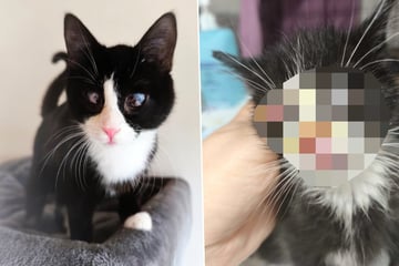 Kätzchen Sunny war sehr krank: Tierschützer sorgen für das kleine Wunder