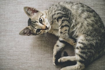Why do cats wag their tails while lying down?