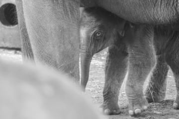 Große Trauer im Zoo: Baby-Elefant kommt tot zur Welt