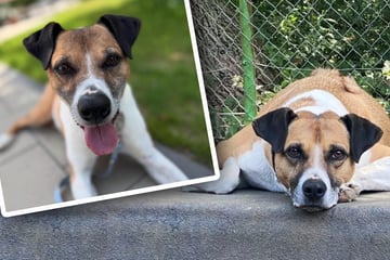 "Unglaublich, aber leider wahr": Die traurige Geschichte von Hund Laiko