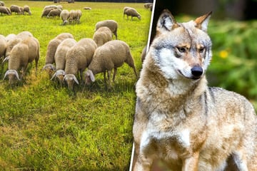 Wölfe: Experten rechnen mit vielen Wolfsrissen im Spätsommer