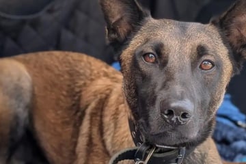 Traum oder Albtraum: Wer gibt Malinois Lando eine Chance?