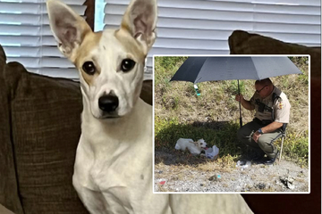 Polizist rettet halbtoten Hund vor einem Hitzschlag und adoptiert ihn danach