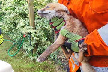 Tierischer Einsatz! Feuerwehr rettet kleinen Fuchs aus misslicher Lage