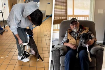 Mann adoptiert Hund für seinen dementen Vater: Was bei ersten Treffen passiert, rührt einfach alle