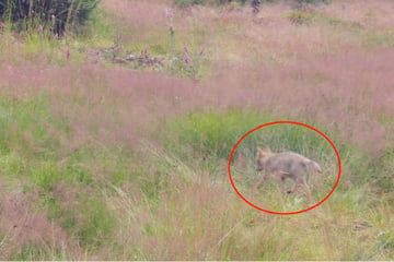 Wölfe: Kamera-Aufnahmen beweisen: Wolfsbaby streift im Südwesten umher!