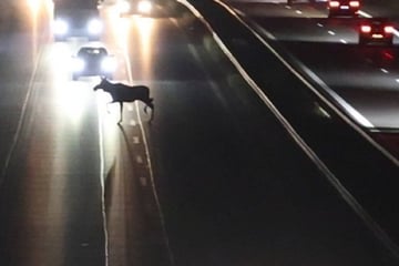Der Elch ist los! Tier sorgt auf Autobahn für stundenlange Sperrung