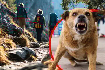 Erschreckender Vorfall: Tollwütiger Hund beißt 15 Wanderer