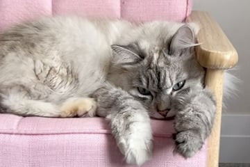 Katze ist immer traurig: Was ihre Besitzer dann machen, verändert ihr Leben