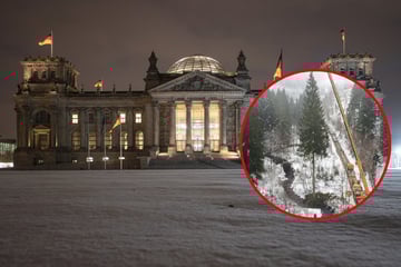 Berlin: Weihnachtsbaum gefällt: Harzer Riese für das Reichstagsgebäude