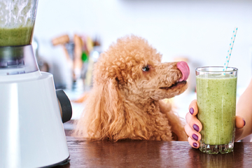 Smoothies für Hunde: Gekauft oder selbst gemacht ein Highlight für Eure Vierbeiner!