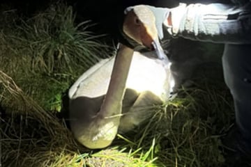 Mitten auf der Straße: Polizei rettet verletzten Schwan