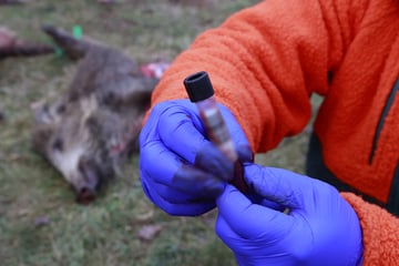 Infiziertes Tier in Waldstück entdeckt: Afrikanische Schweinepest erstmals in NRW nachgewiesen