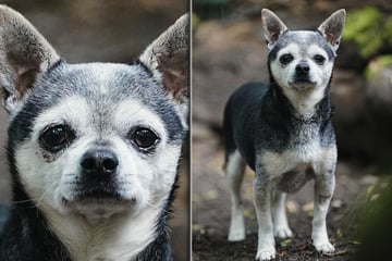 Spike entkommt dem Tod nur knapp: Jetzt sucht der kleine Kämpfer ein Zuhause fürs Leben