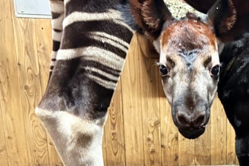 Frankfurt: "Putzmunter, aber sehr zierlich": Okapi-Nachwuchs im Frankfurter Zoo