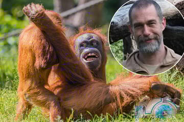 Pongoland-Jubiläum im Leipziger Zoo: Tierpfleger gibt seltene Einblicke