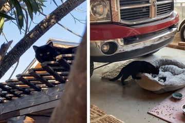 Frau sieht streunende Katze in ihrer Garage und kann nicht fassen, was das Tier macht