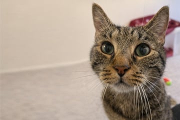 Kater wegen Krankheit aussortiert: Was wird nun aus "Braunie"?